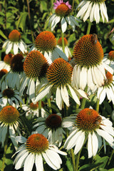 Echinacea White Swan