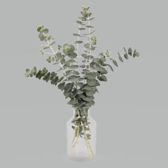 Eucalyptus pulverulenta Baby Blue