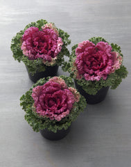 Ornamental Kale Kamome Bright Red
