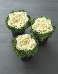 Ornamental Kale Kamome Bright White