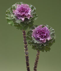 Ornamental Kale Crane Ruffled Rose