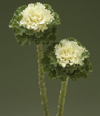 Ornamental Kale Crane Ruffled White