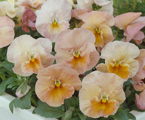 Pansy Imperial Antique Shades