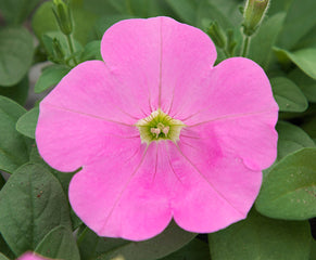 Petunia Opera Supreme Pink PLT