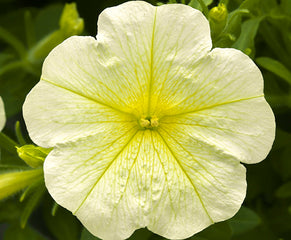 Petunia Opera Supreme Lemon PLT