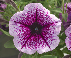 Petunia Opera Supreme Purple Vein PLT