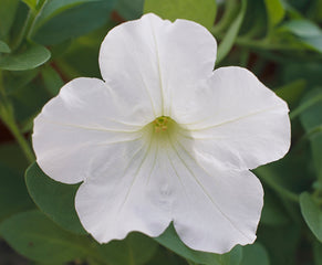 Petunia Opera Supreme White PLT