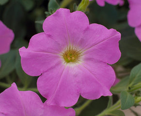 Petunia Opera Supreme Lavender PLT