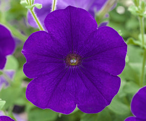 Petunia Opera Supreme Blue PLT