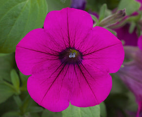 Petunia Opera Supreme Purple PLT