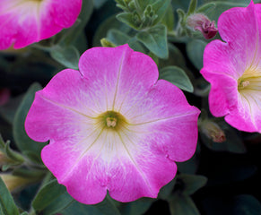 Petunia Opera Supreme Pink Morn PLT