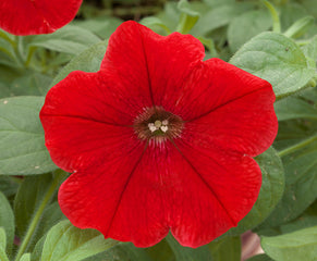 Petunia Opera Supreme Red PLT