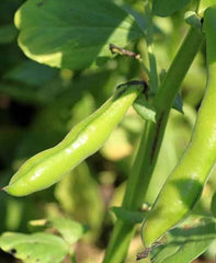 Bean Fava Broad Windsor