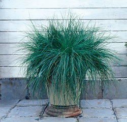 ColorGrass Festuca Festina MPLT