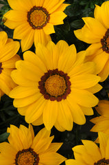 Gazania New Day Yellow CT
