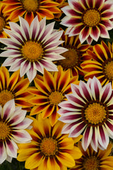 Gazania New Day Tiger Mix CT