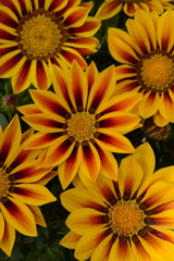Gazania New Day Red Stripe CT