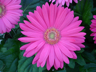 Gerbera Mega Revolution Rose w/Light Eye