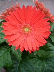 Gerbera Mega Revolution Watermelon