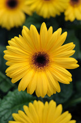 Gerbera Revolution Golden Yellow w/Dark Eye