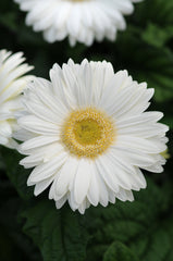 Gerbera Revolution White w/Light Eye