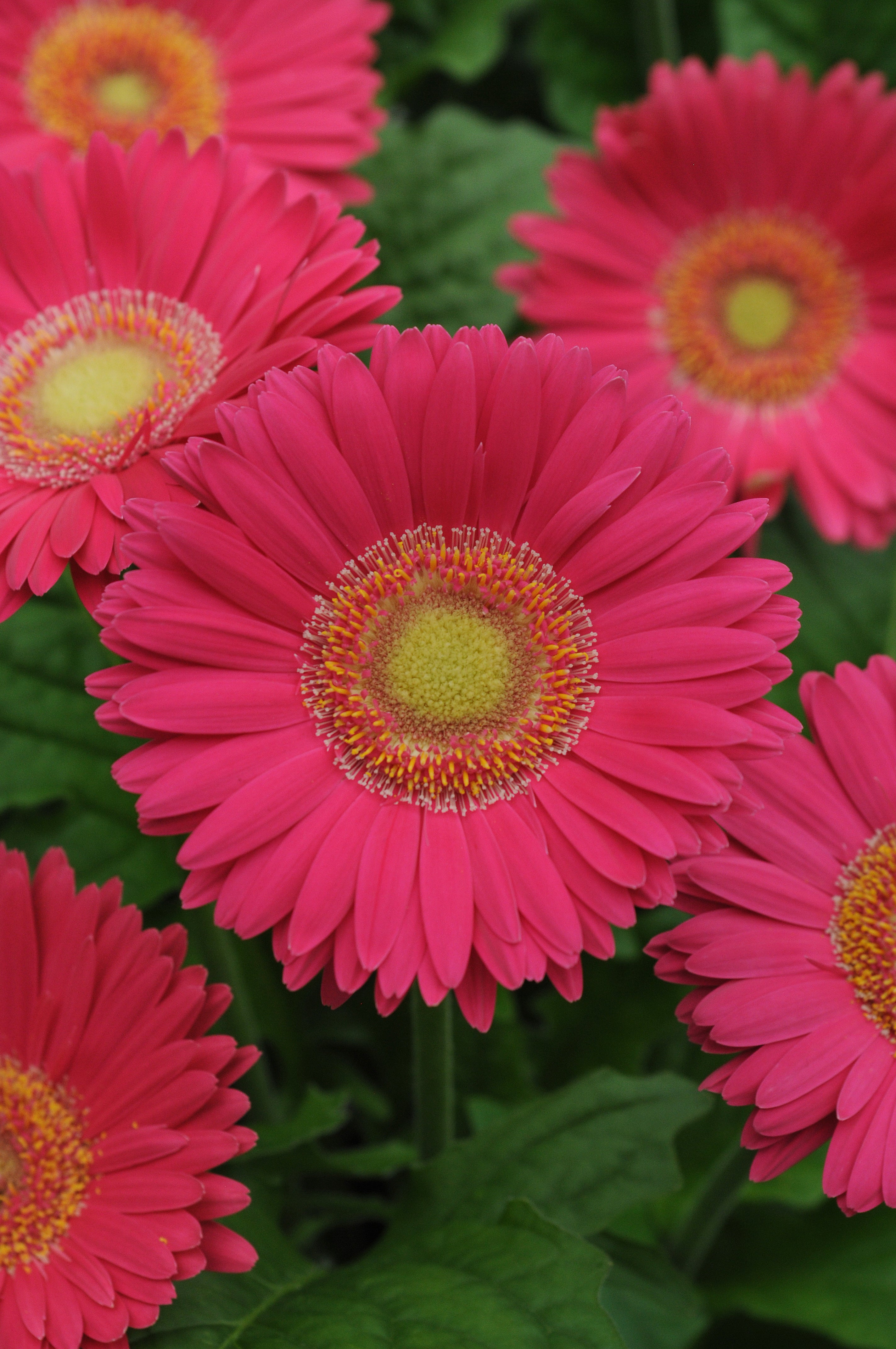 Gerbera Revolution Bright Rose w/Light Eye – Vis Seed
