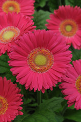 Gerbera Revolution Bright Rose w/Light Eye