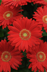 Gerbera Revolution Red w/Light Eye