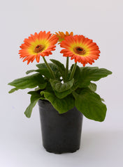 Gerbera Revolution Bicolor Yellow Orange Dark Eye