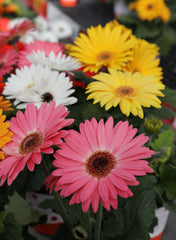 Gerbera Majorette Mix