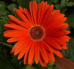 Gerbera Majorette Orange Dark Eye