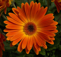 Gerbera Majorette Sunset Orange