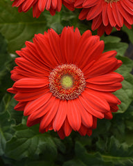 Gerbera Mega Revolution Scarlet Red w/Light Eye