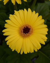 Gerbera Mega Revolution Yellow w/Dark Eye