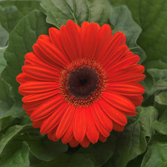 Gerbera Revolution Orange w/Dark Eye