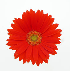 Gerbera Revolution Orange w/ Light Eye