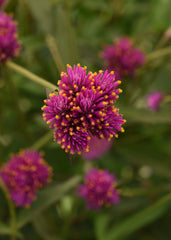 Gomphrena Fireworks
