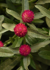 Gomphrena QIS Carmine