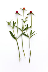 Gomphrena QIS Mix