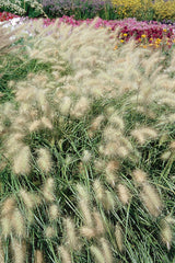 Pennisetum villosum Fluffy