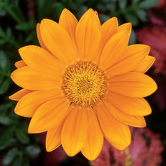 Gazania Gazoo Clear Orange