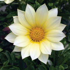 Gazania Gazoo Vanilla