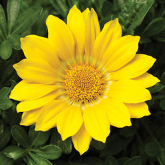 Gazania Gazoo Clear Yellow