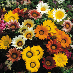 Gazania Gazoo Mixture