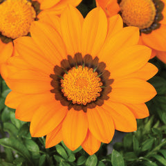 Gazania Gazoo Orange w/Ring