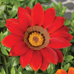 Gazania Gazoo Red w/Ring
