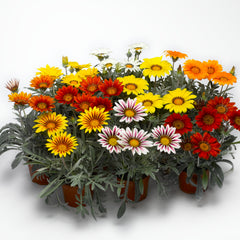 Gazania  Frosty Kiss Mix