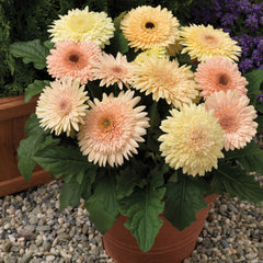 Gerbera Cartwheel Chardonnay