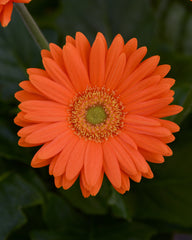 Gerbera Mega Revolution Orange w/Light Eye