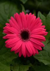 Gerbera Mega Revolution Bright Rose w/Dark Eye